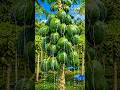 Why Farmers Cut Papaya Trees and Collect the White Sap Like This? 😳 #shorts