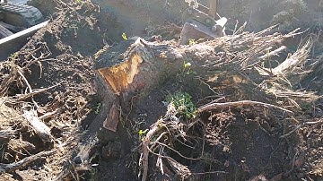 Stump removal digging with a Bobcat 331 excavator