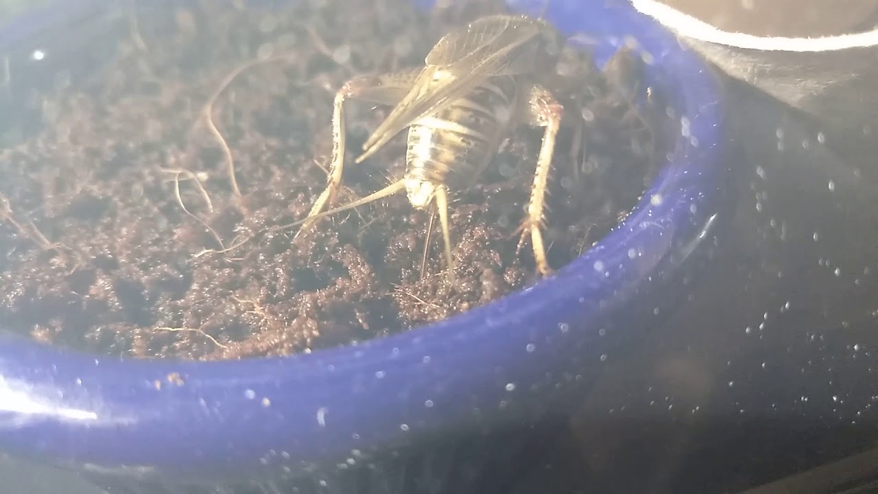 Female cricket laying eggs YouTube