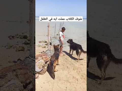 الكلاب دي فظيعه كلاب ابطال مستورده كلاب جيرمن