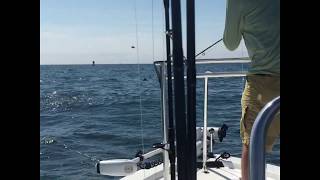 Brenton Reef Newport 9/19. Fly Fishing tight to top water stripers