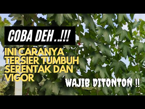 Video: Bagaimana cara mengajukan keluhan DFEH?