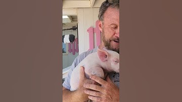 This Little Piggy fell off of a Slaughter truck and he was saved @crittercamera