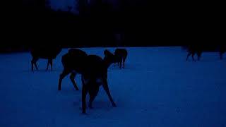 DEER 2018 0131 Cam62 VID6153 Deer in the Evening