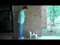 Teaching a dog to back up without using body pressure