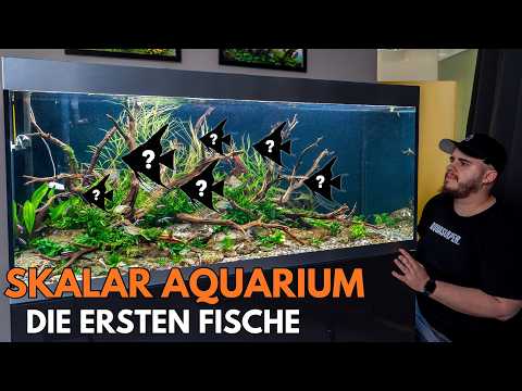 The first fish in the 400L angelfish aquarium!