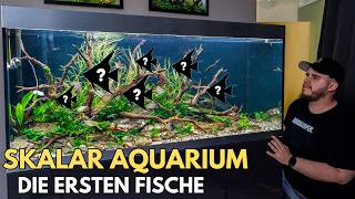 Die ersten Fische im 400L Skalar Aquarium!