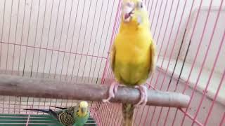 ye singal bird ki choch alag h. sab birds se kya hua h use. . #Nirmala Yadav