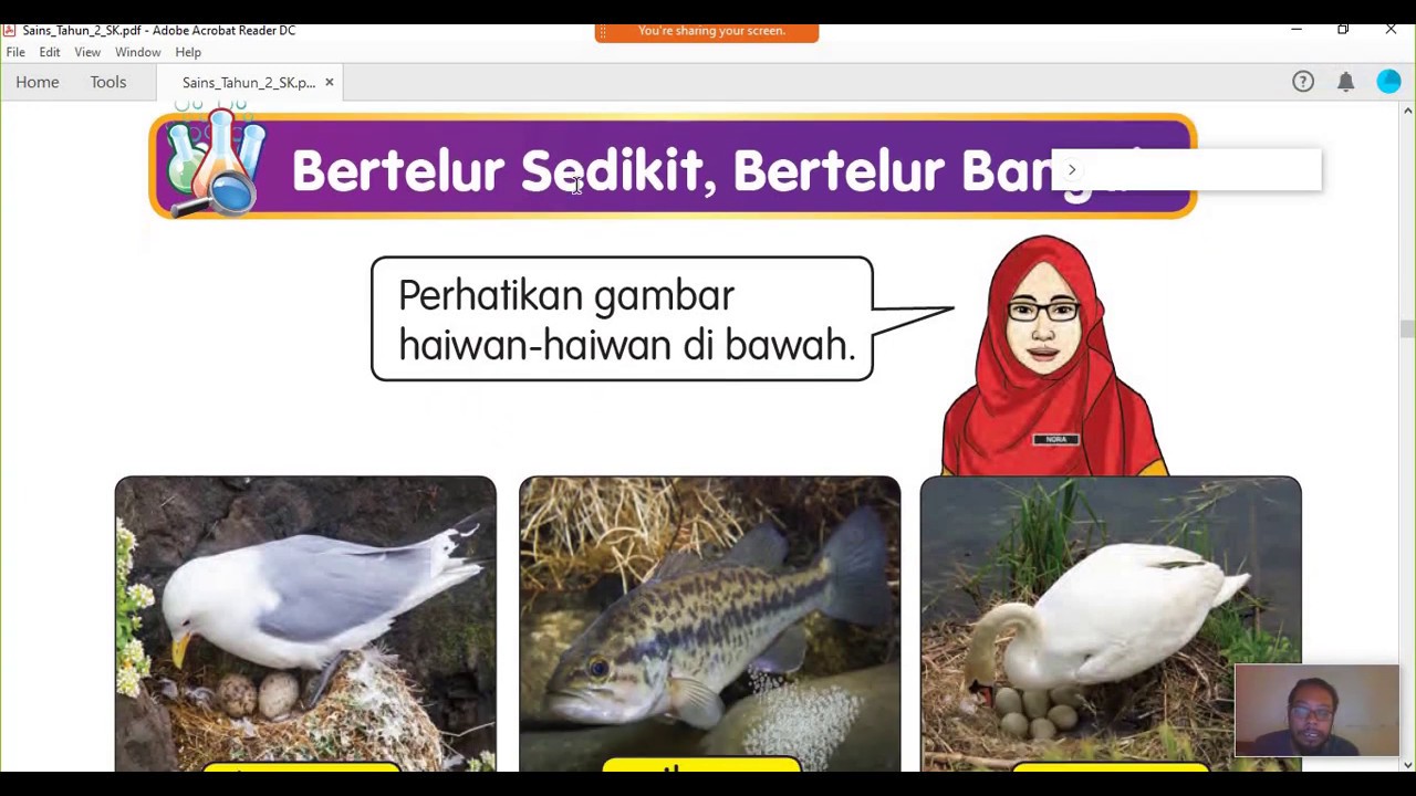 Gambar Haiwan Bertelur Sedikit 