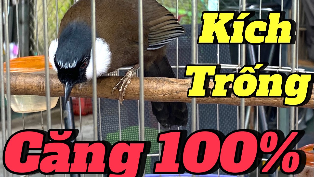 khướu mái ro ro kèm trống hót giọng già rừng.kích trống nhanh căng lửa 🔥🔥