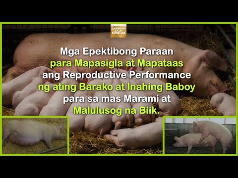 Mga Epektibong Paraan para Mapataas ang Reproductive Performance ng Barako at Inahing Baboy