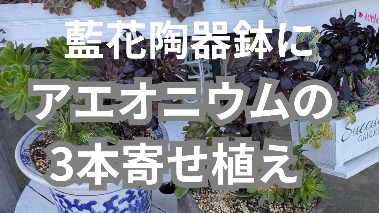 vlog319多肉植物】2026、5 アエオニウム3本仕立て寄せ植えしたよ