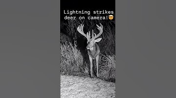 Lighting strikes my deer on camera!!😳🤯 #deer #lightning #wildlife
