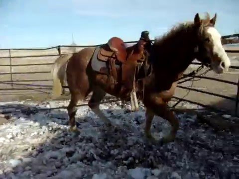 2007 Red Roan APHA Sabino Overo Gelding - *SOLD*