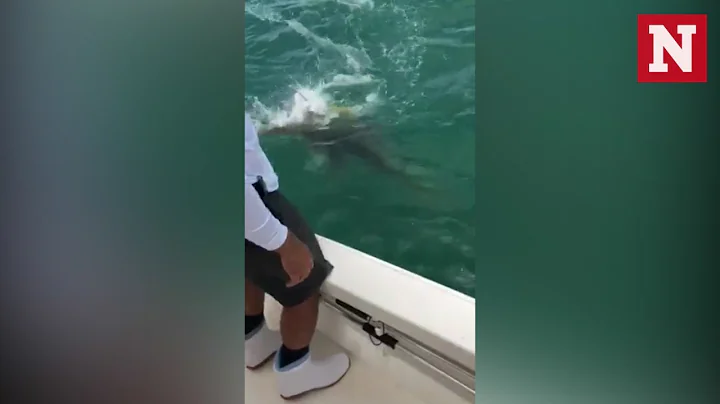 500-Pound Goliath Grouper Devours Shark In Front Of Shocked Florida Fisherman