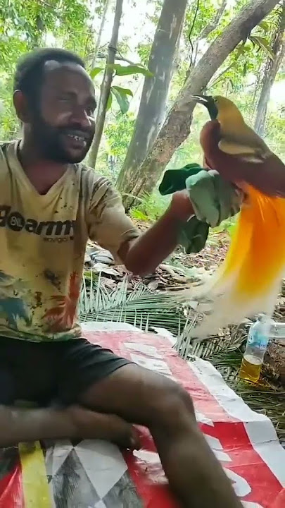 Download lagu burung cendrawasih asli Indonesia? #shorts