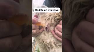 Eva eye update