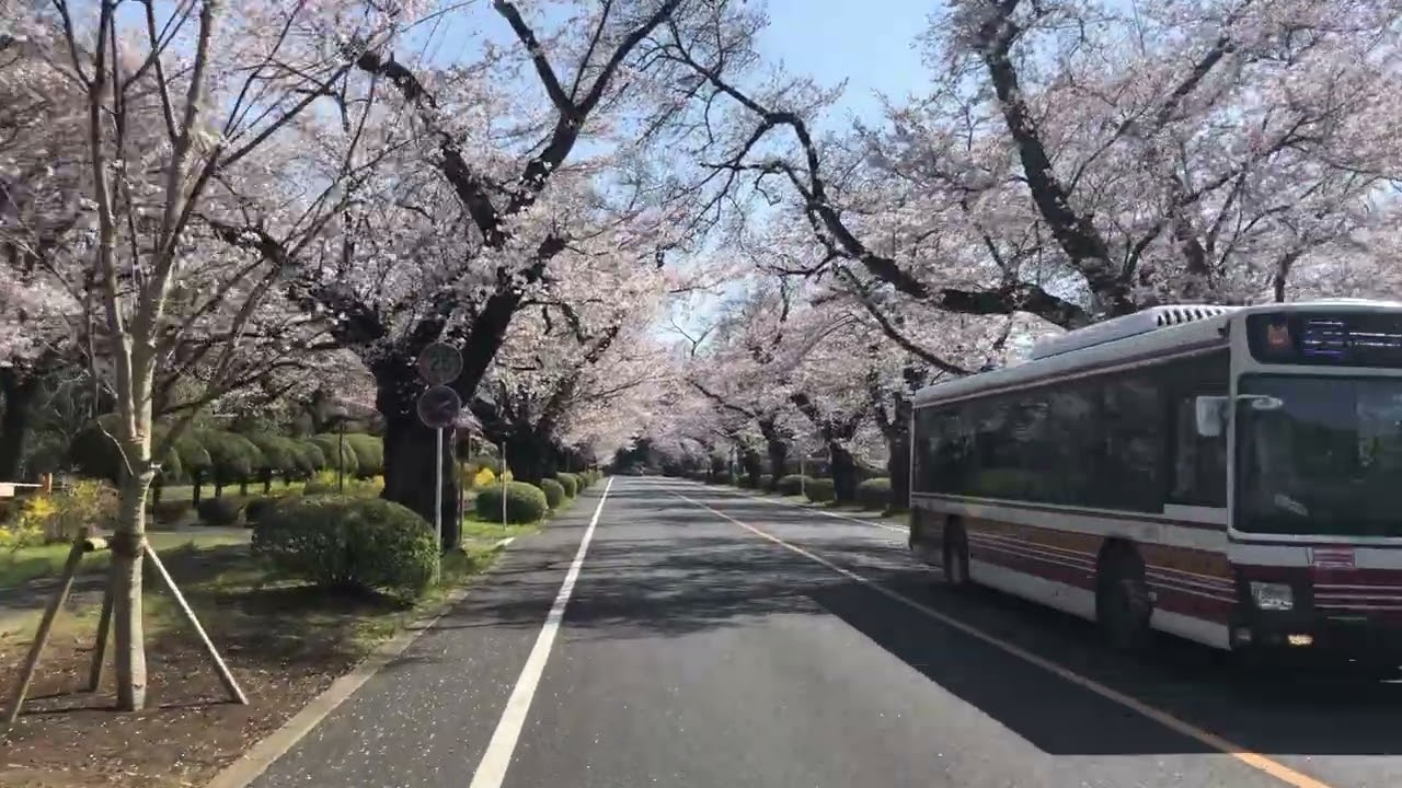 International Christian University Entrance Sakura Trees (国際基督教大学入口桜木)
