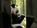 “Baby Panda Accidentally Hits Mom 😂🐼” #shorts #panda
