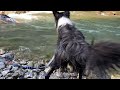 川遊び中に飼い主が流れてきた時の犬の行動に感動した