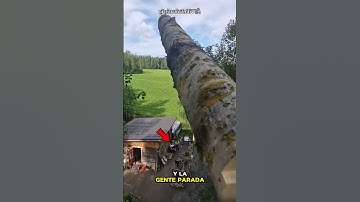The Tree That Fooled Everyone..