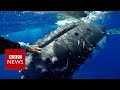 Whale 'saves' biologist from shark - BBC News