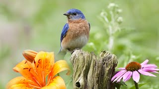 Peaceful Instrumental Music, Relaxing Nature music 'Song Birds in Spring" By Tim Janis