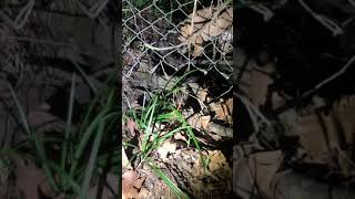 8 Week Old Patterdale X Jack Russell