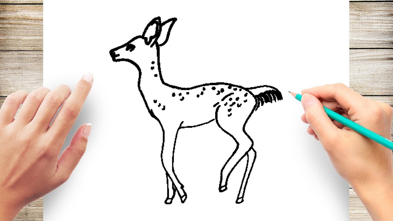 How To Draw Baby Animals For Kids Baby Deer Youtube