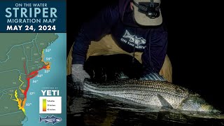 Striper Migration Report | May 24, 2024 by On The Water Media 4,985 views 4 days ago 26 minutes
