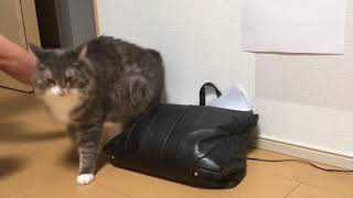 あさる猫 ノルウェージャンフォレストキャットRummage the bag.Norwegian Forest Cat.
