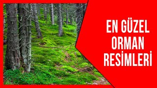 En Güzel Orman Resimleri Ve Dinlendirici Müzik Ile 5 Dakikada Rahatlayın - Moonlight Sonata