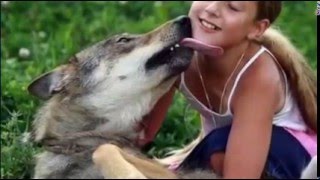 Wolves: A Misunderstood Species