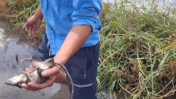 Bắt Chuột Đồng Ở Ruộng Cùng Anh Em Trong Xóm