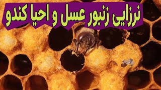 آموزش زنبورداری نر زایی در کندو زنبور عسل و احیا کردن کندو Male reproduction in the beehive