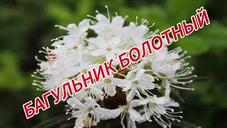 Багульник - применение и целебные свойства
