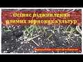 Осіннє підживлення озимих зернових культур