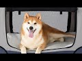 The Foldable Dog Crate Your Pup Will Thank You For!