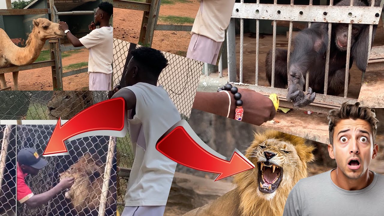 Eeeii😳😳 I nearly Attàcked by a gyata at a Kumasi zoo,A visit to Kumasi Zoo went wrong😳🤔
