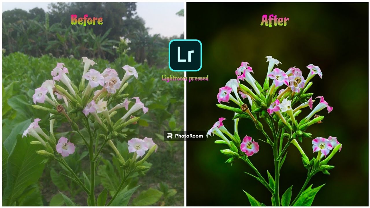 Lightroom editing tutorial macro photography 