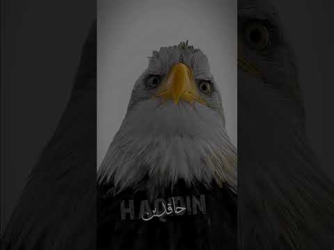 نشيد اسلامي كبروا الله أكبر لا تهابوا الحاقدين