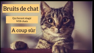 Bruits De Chat Pour Faire Réagir Les Votres