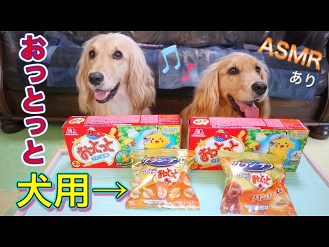 【咀嚼音 ASMR】犬専用おっとっとが美味しすぎて食べるのがやめられない！ゴールデンレトニエルの姉妹