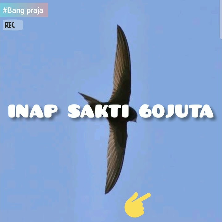 INAP SAKTI 60JUTA