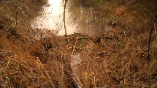 20120122_ChorusFrogsAlabama.avi