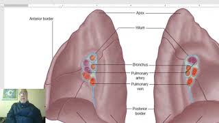 Anatomy of the thorax 2023 in Arabic(Lung , part 1), by Dr. Wahdan