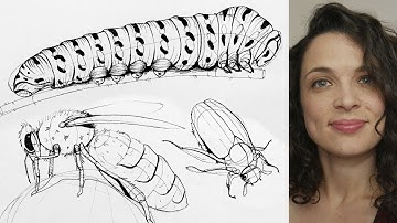 DrawABox - Drawing Insects - #090