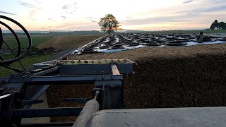 Saturday Morning Feeding Cows