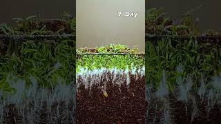 Growing Poppy Plant from Seeds   Soil cross section greentimelapse gtl timelapse