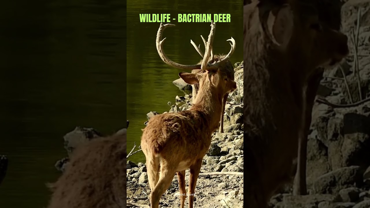 Bactrian Deer 